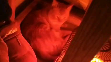橘猫502 5崽